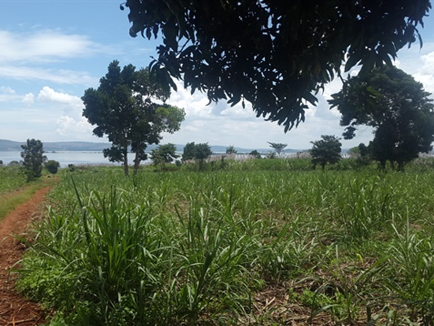 Agricultural Land for sale in Ntinkalo Jinja