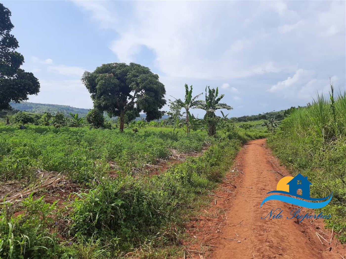 Agricultural Land for sale in Kiyindi Buyikwe