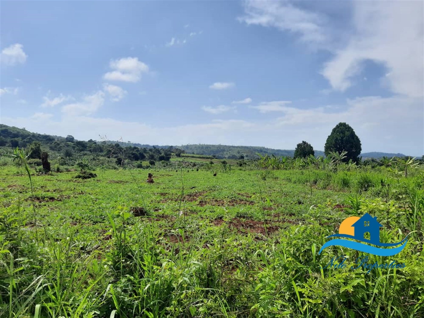 Agricultural Land for sale in Kiyindi Buyikwe