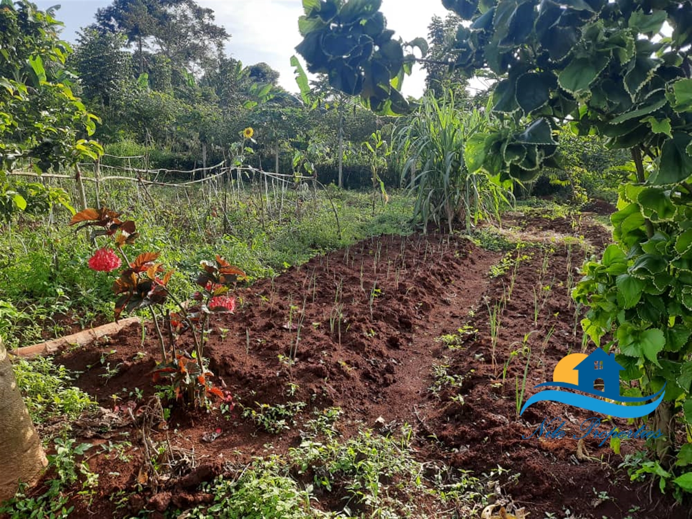 Agricultural Land for sale in Lwanda Jinja