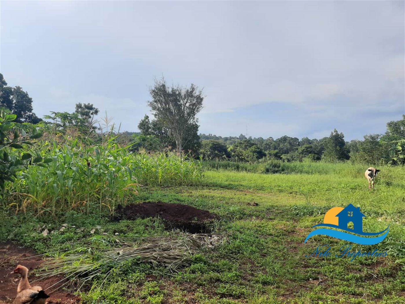 Agricultural Land for sale in Lwanda Jinja