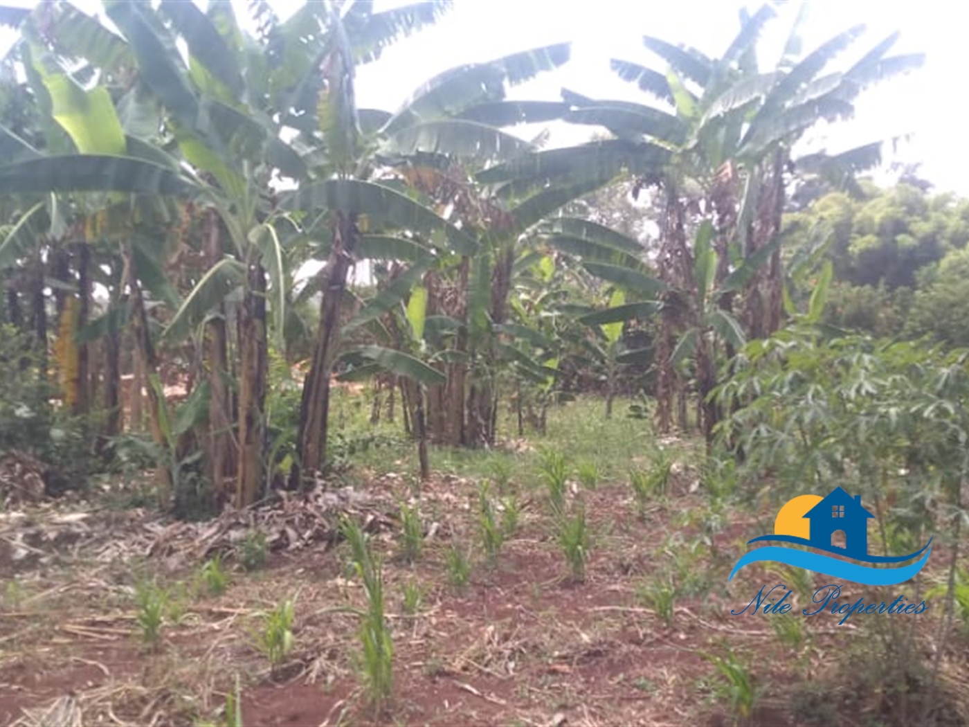 Residential Land for sale in Bukaya Jinja