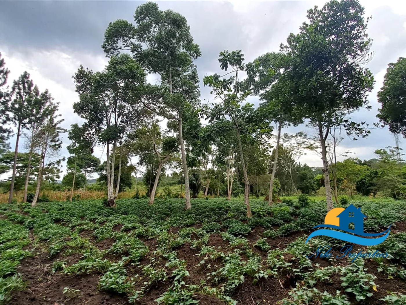 Multipurpose Land for sale in Kirugu Jinja