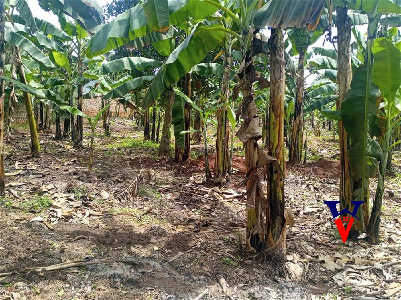 Farm for sale in Nakosi Mukono