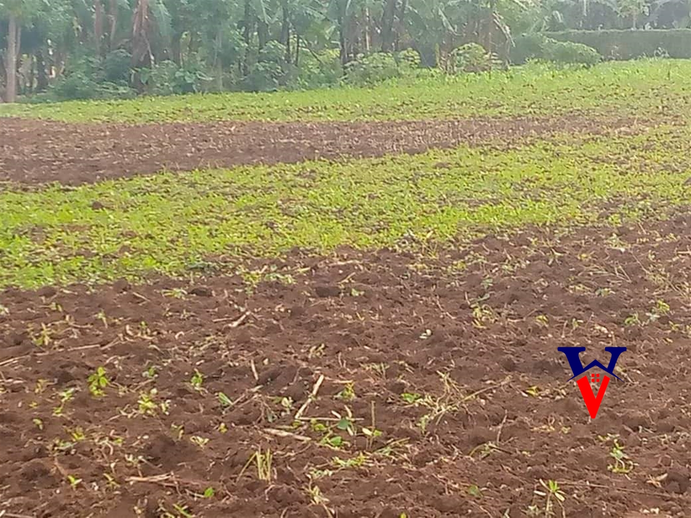 Commercial Land for sale in Mbale Mbaale