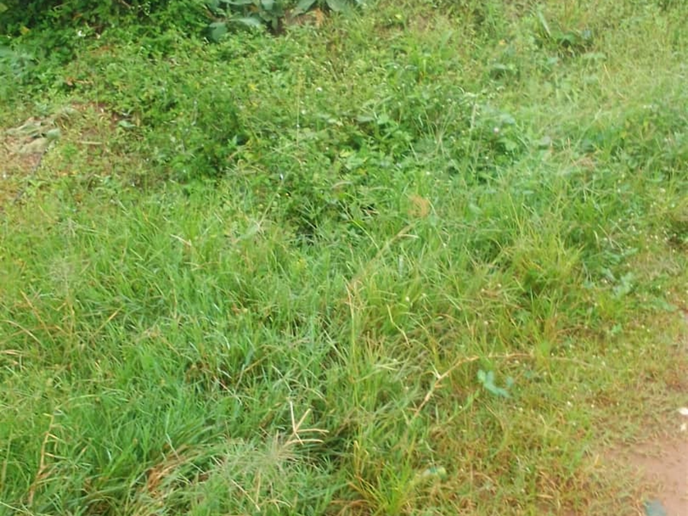 Agricultural Land for sale in Kamengo Mpigi