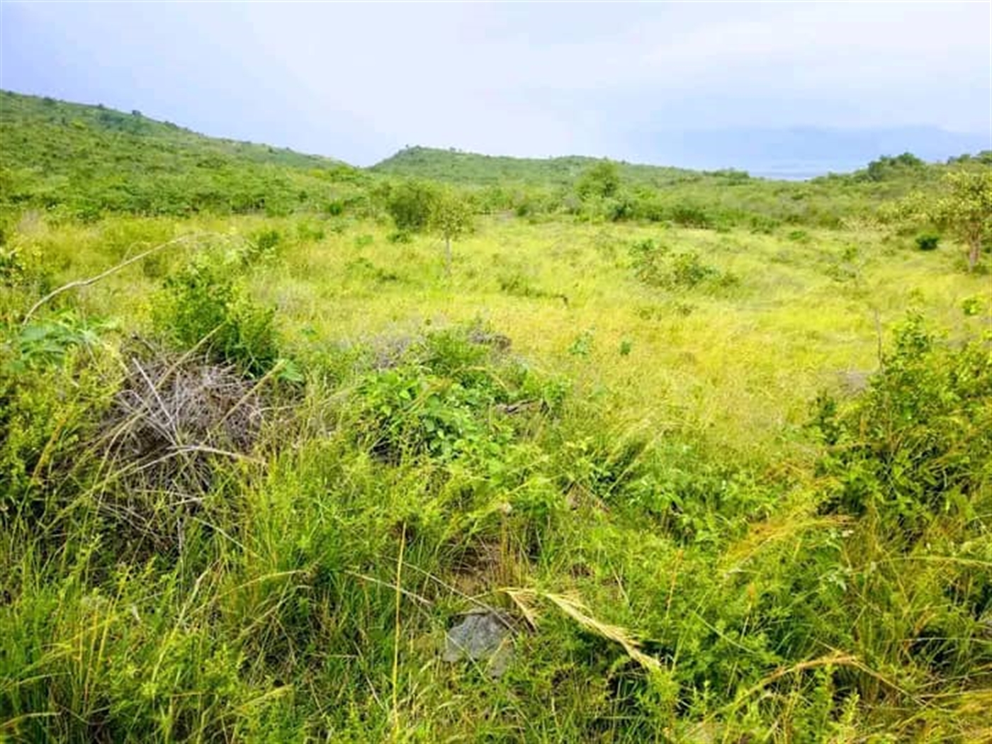 Agricultural Land for sale in Ngando Butambala