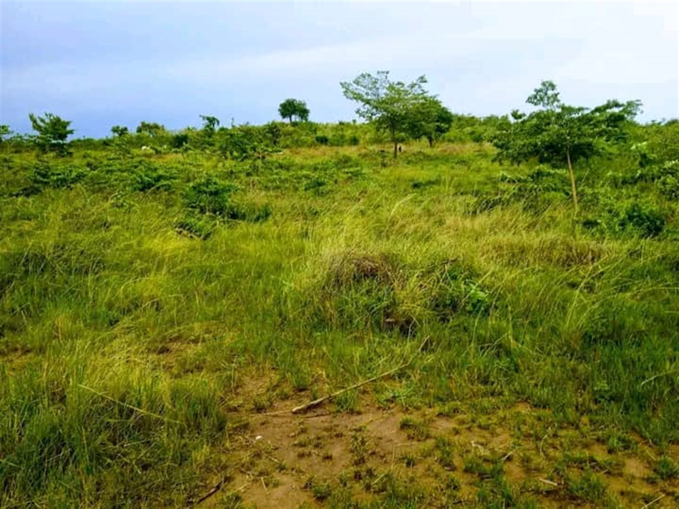 Agricultural Land for sale in Ngando Butambala