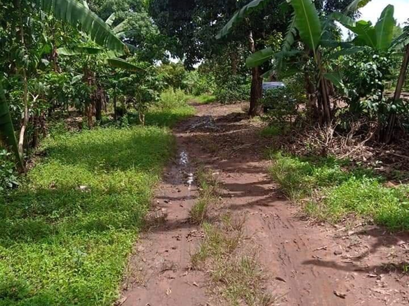 Agricultural Land for sale in Ziloobwe Luweero