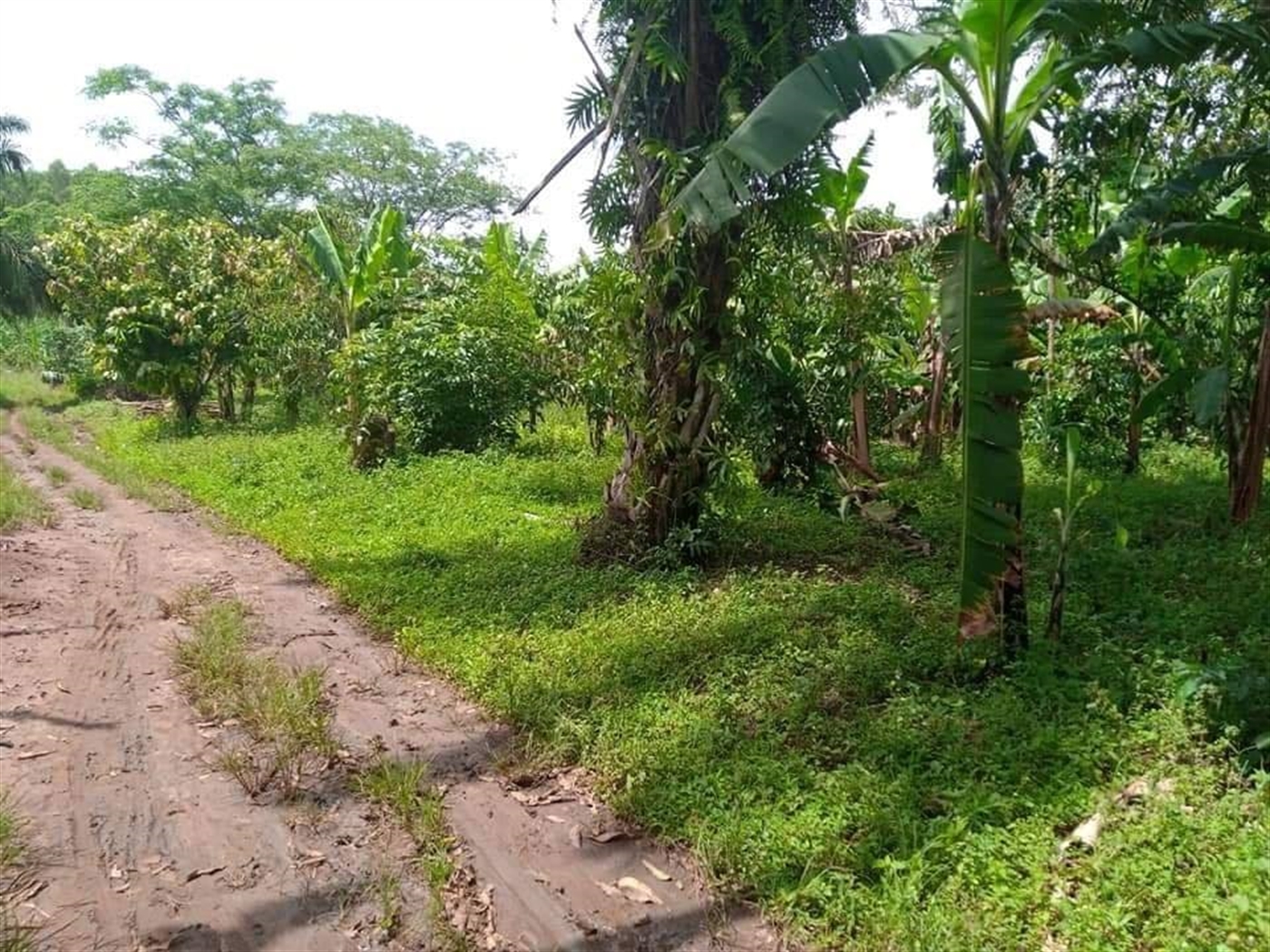 Agricultural Land for sale in Ziloobwe Luweero