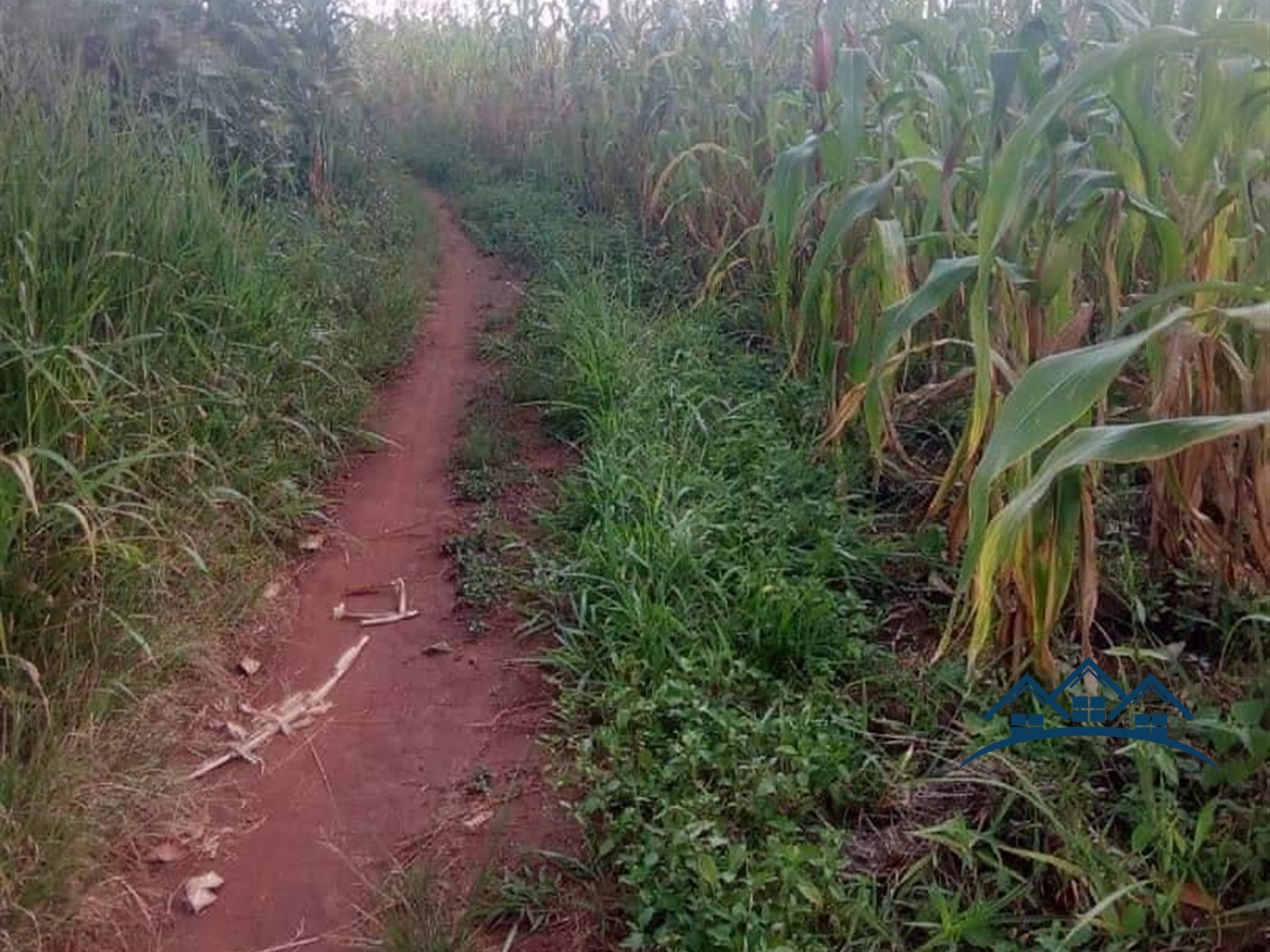 Agricultural Land for sale in Kyenda Kiboga