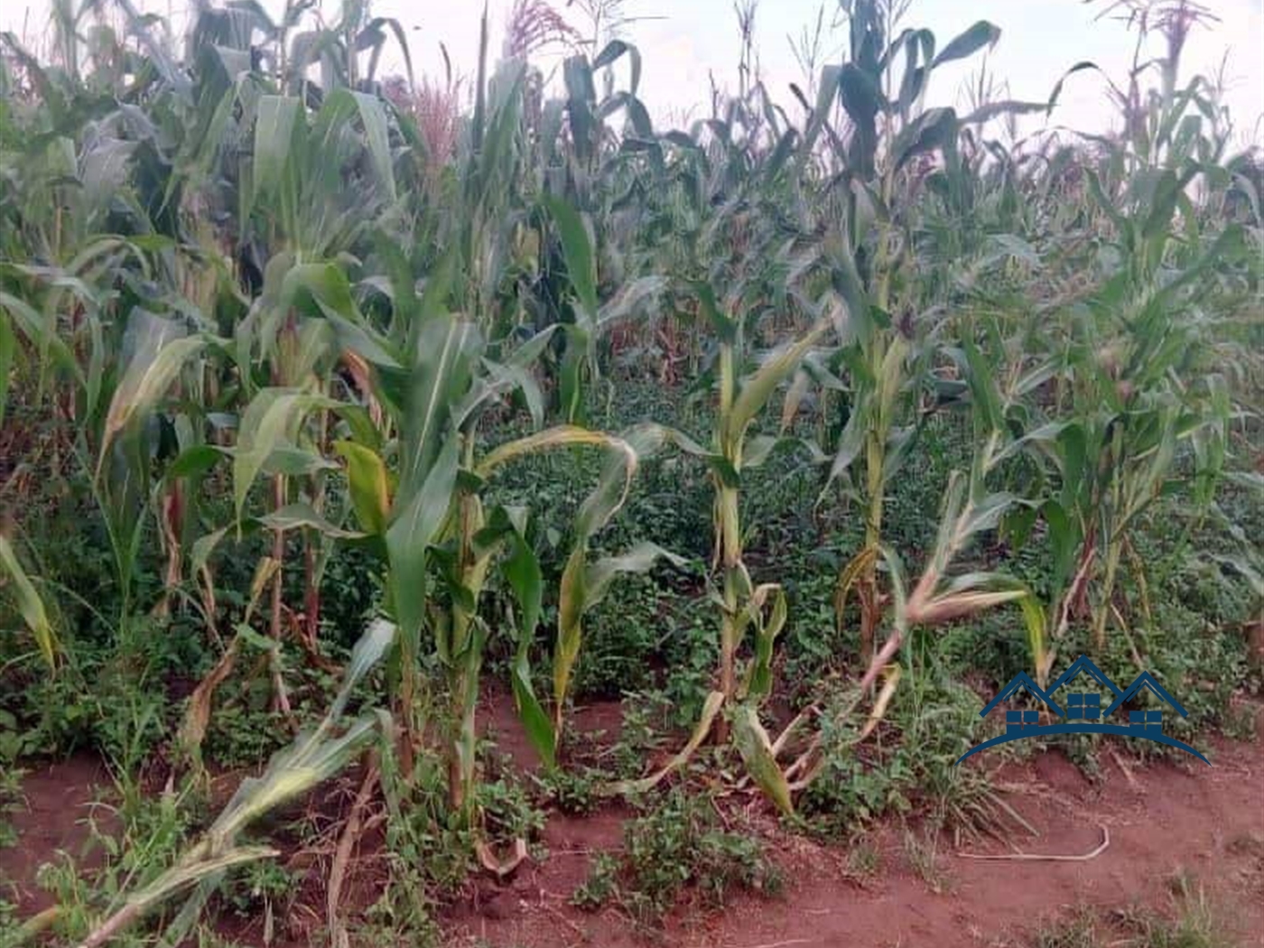 Agricultural Land for sale in Kyenda Kiboga