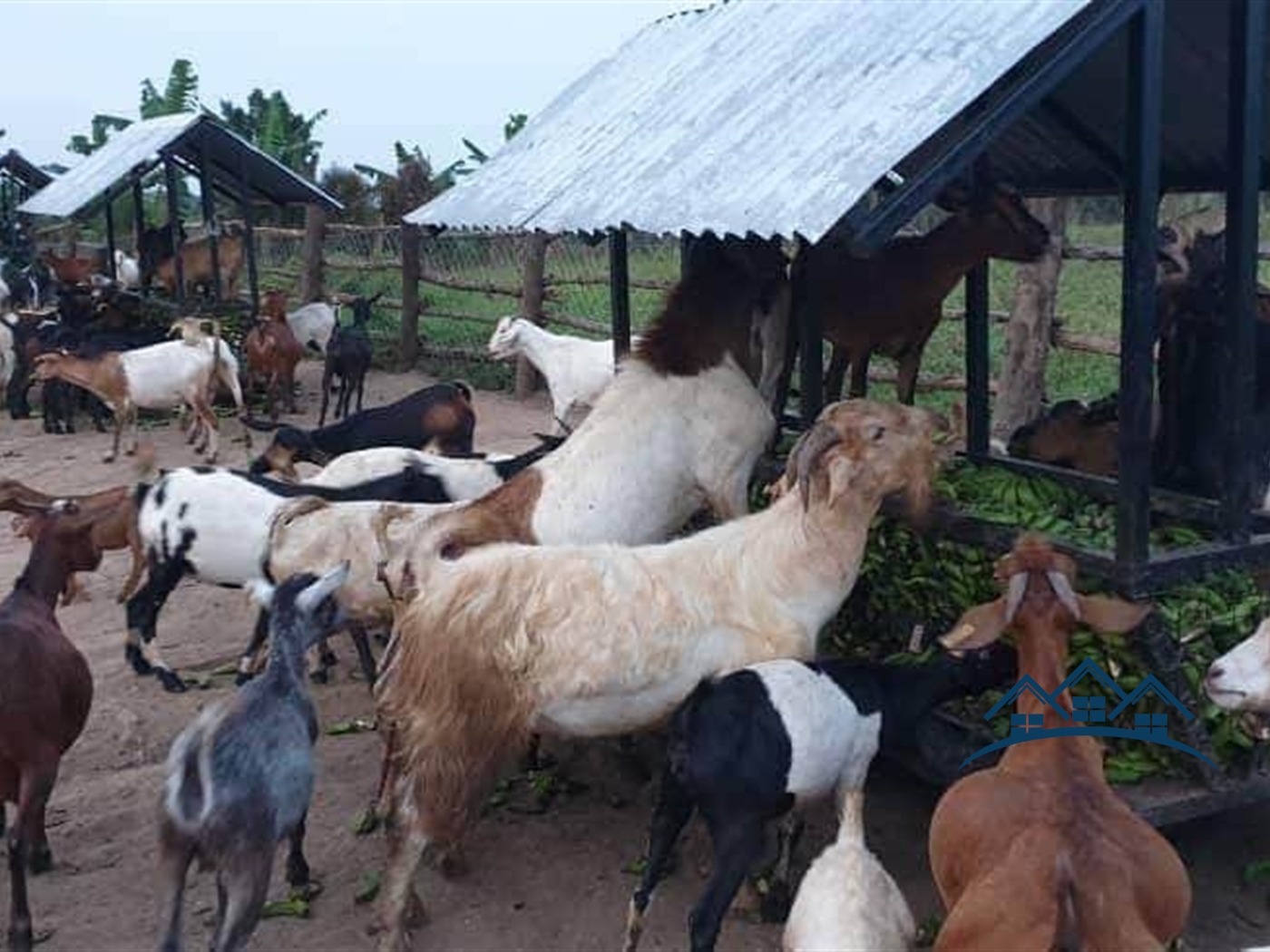 Agricultural Land for sale in Bukuya Mityana