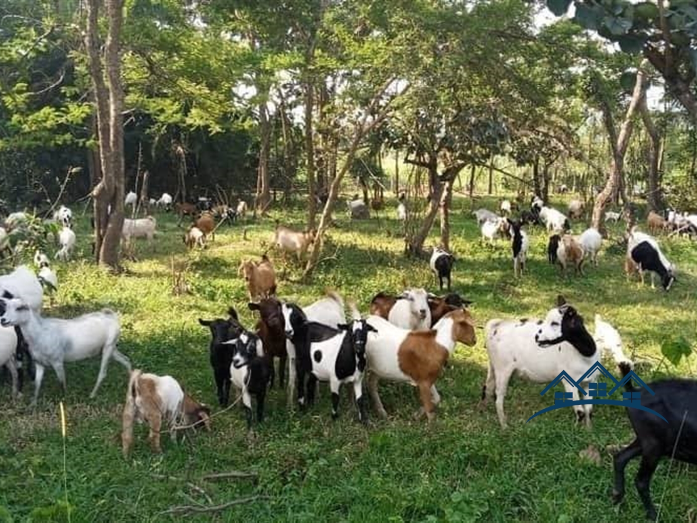 Agricultural Land for sale in Bukuya Mityana