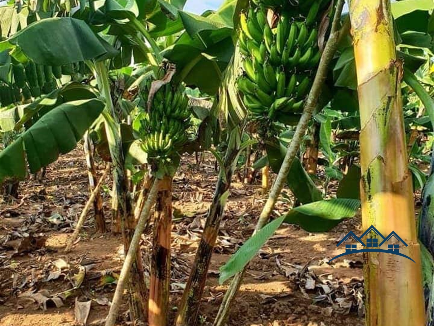 Agricultural Land for sale in Bukuya Mityana