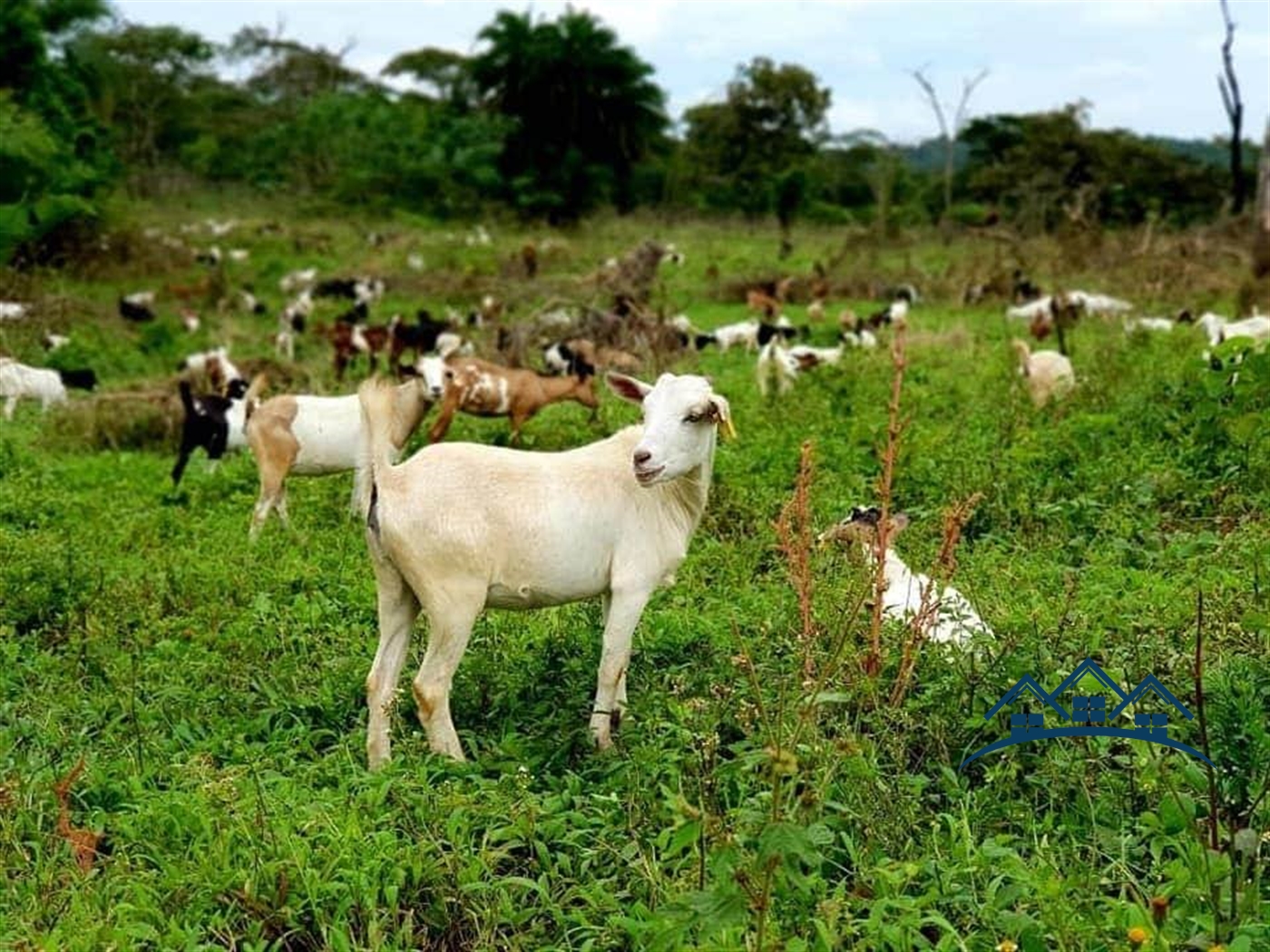 Agricultural Land for sale in Bukuya Mityana