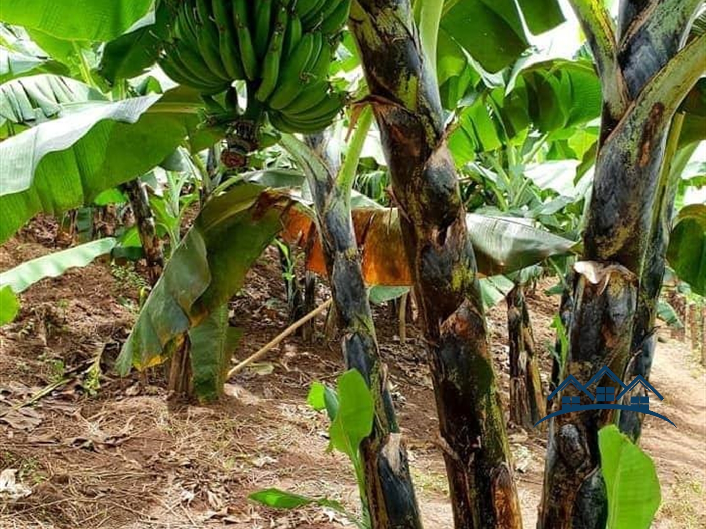 Agricultural Land for sale in Bukuya Mityana