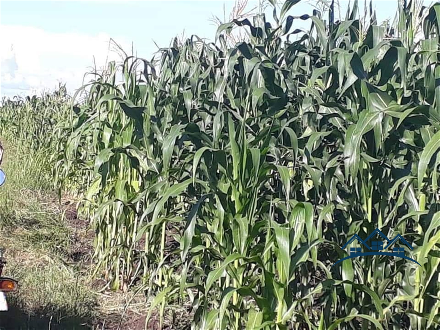 Agricultural Land for sale in Kalonga Mubende