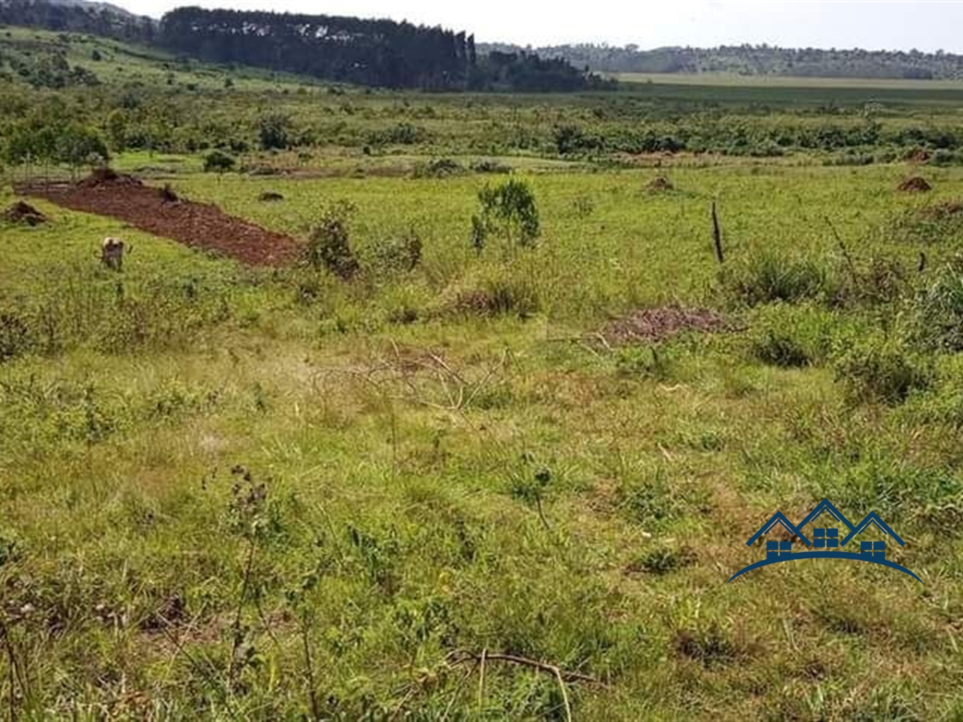 Agricultural Land for sale in Katente Mpigi