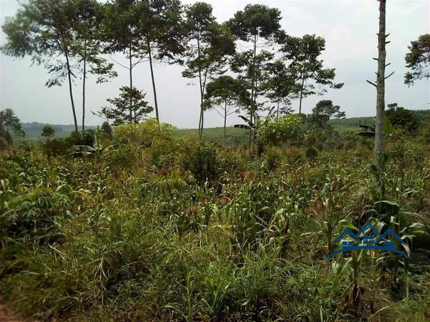 Agricultural Land for sale in Buddugala Mukono