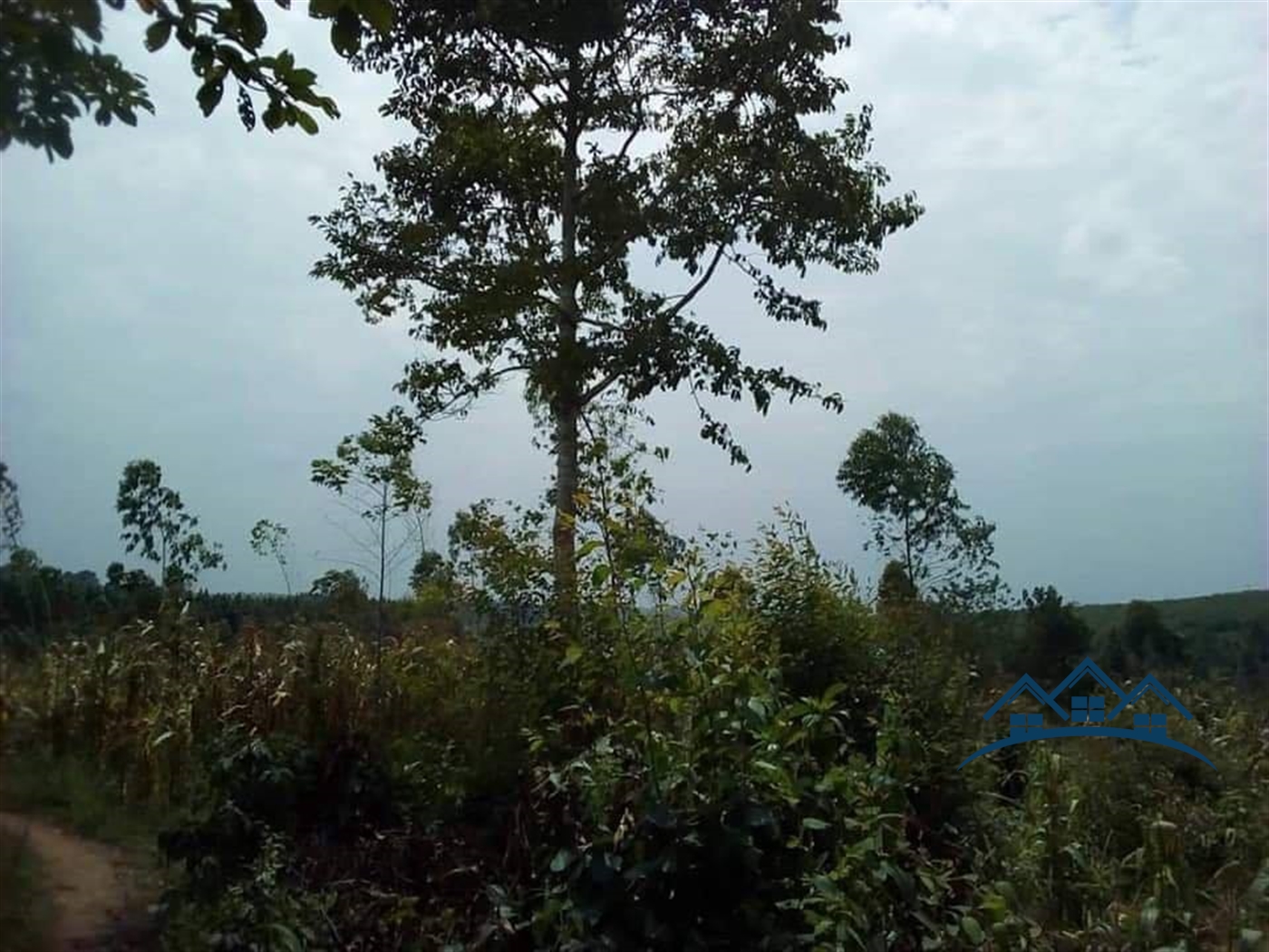 Agricultural Land for sale in Buddugala Mukono