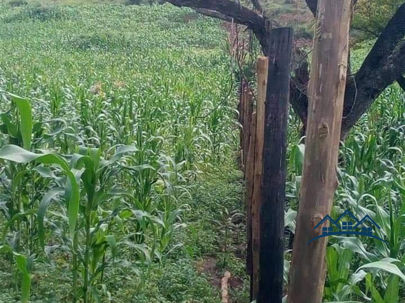 Agricultural Land for sale in Kalonga Mubende