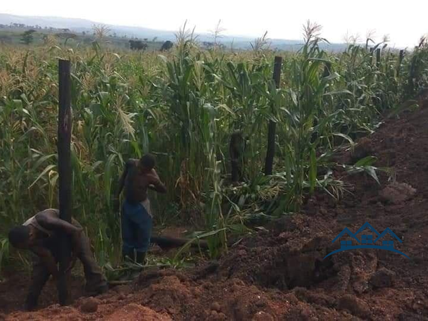 Agricultural Land for sale in Kalonga Mubende