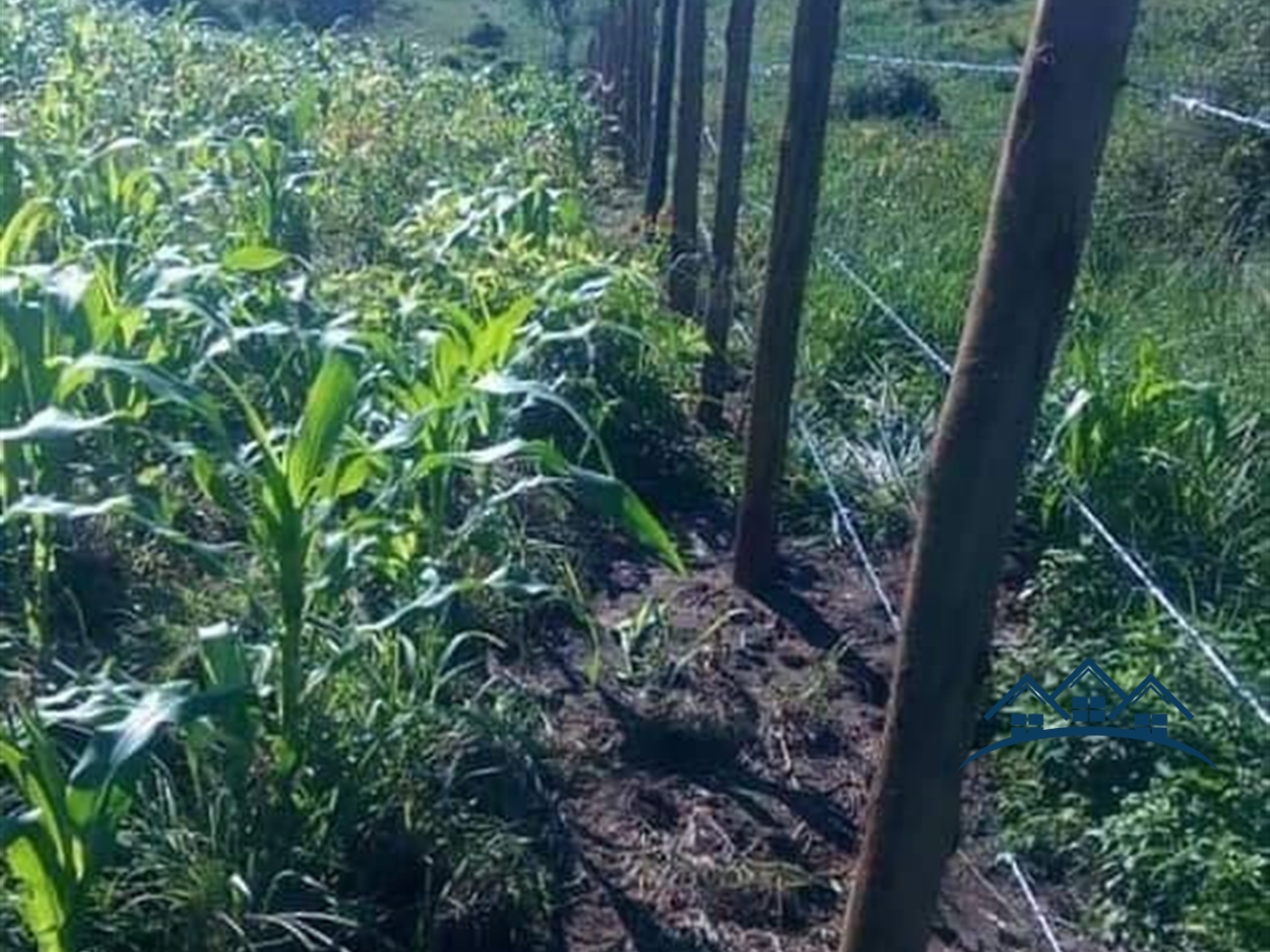 Agricultural Land for sale in Kalonga Mubende