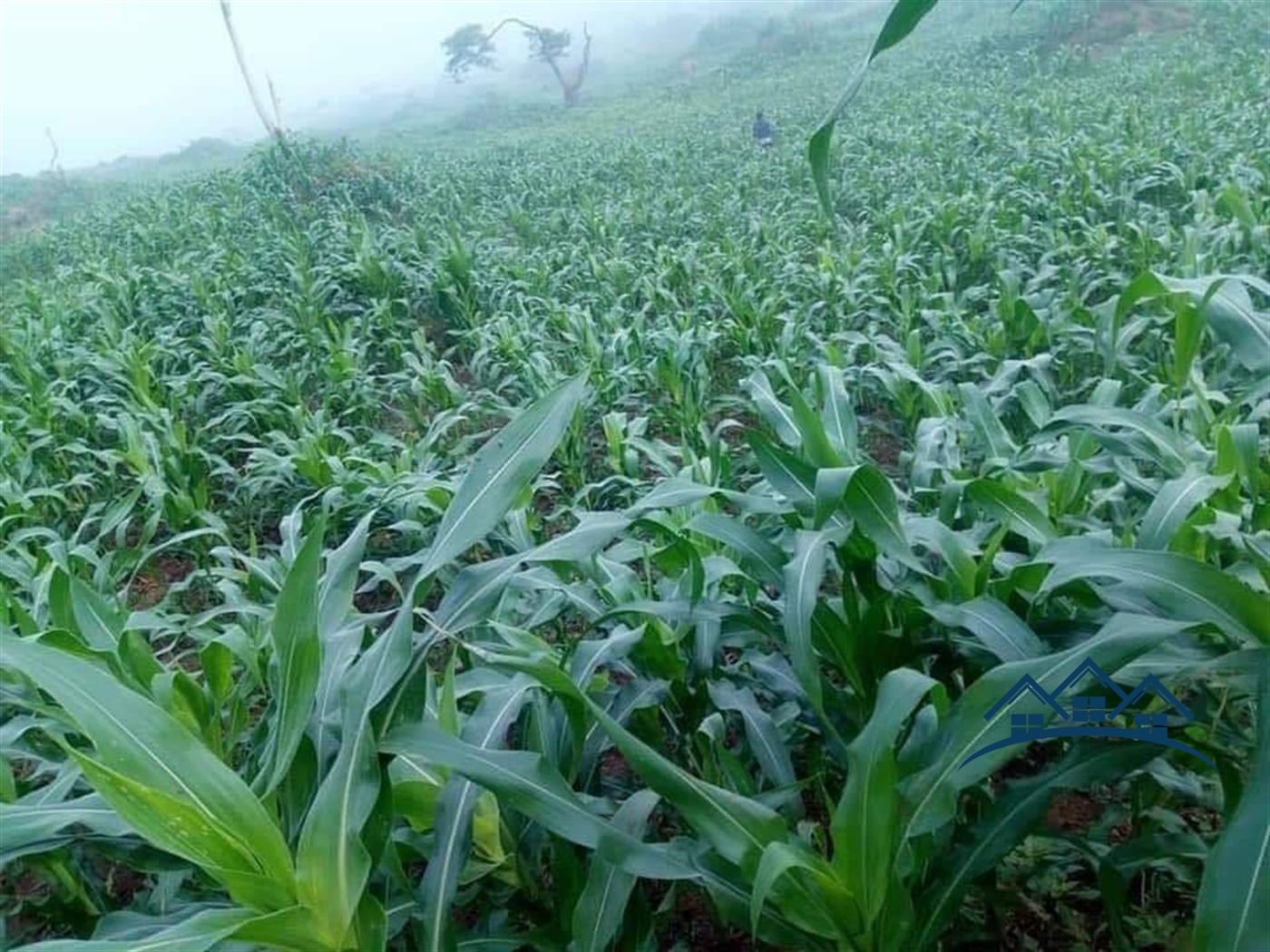 Agricultural Land for sale in Kalonga Mubende