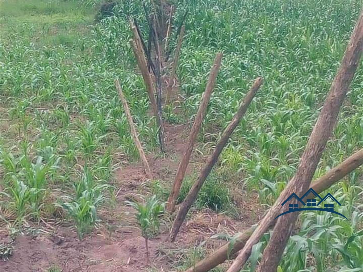 Agricultural Land for sale in Kalonga Mubende