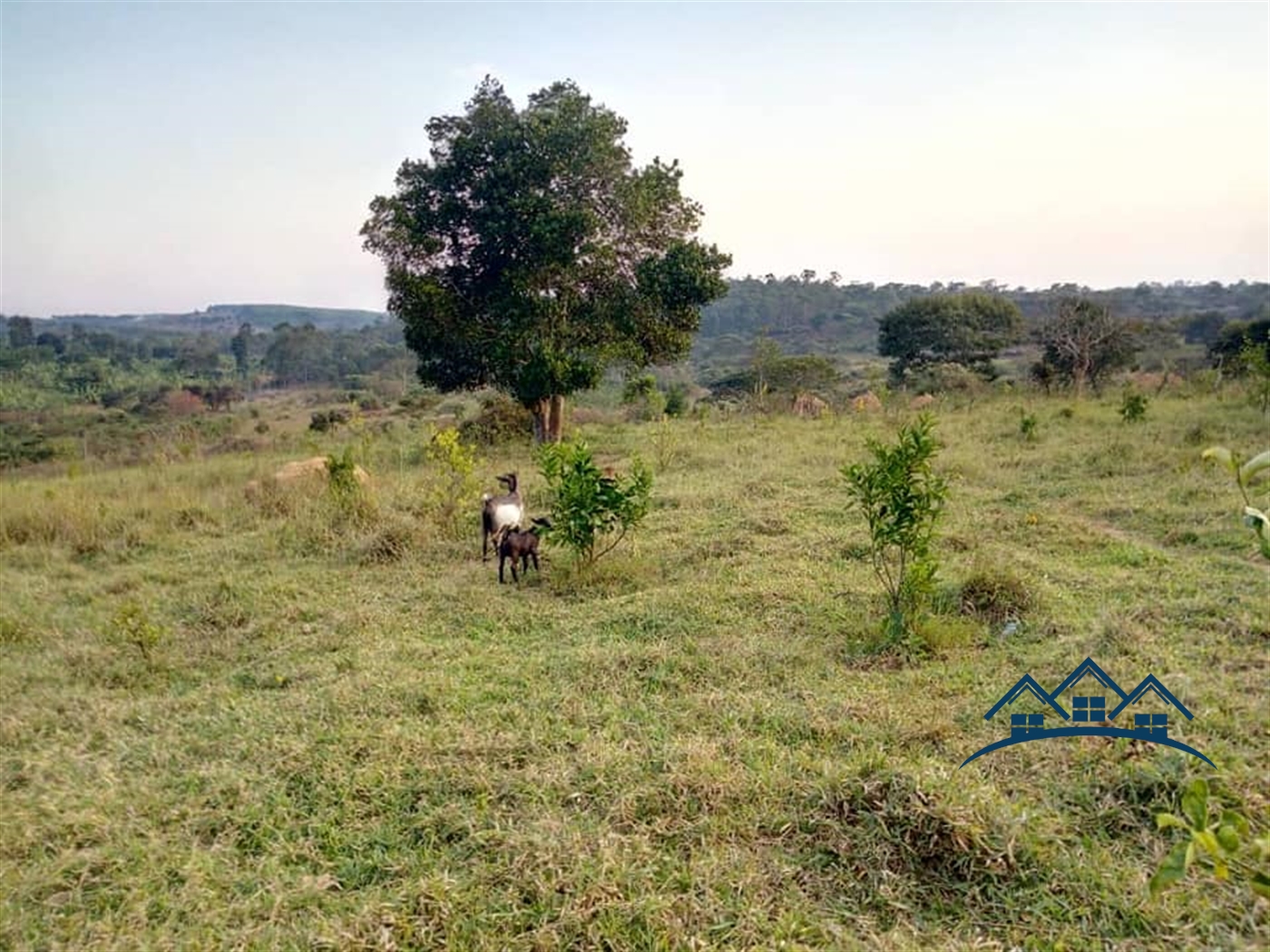 Commercial Land for sale in Kyakatebe Mityana