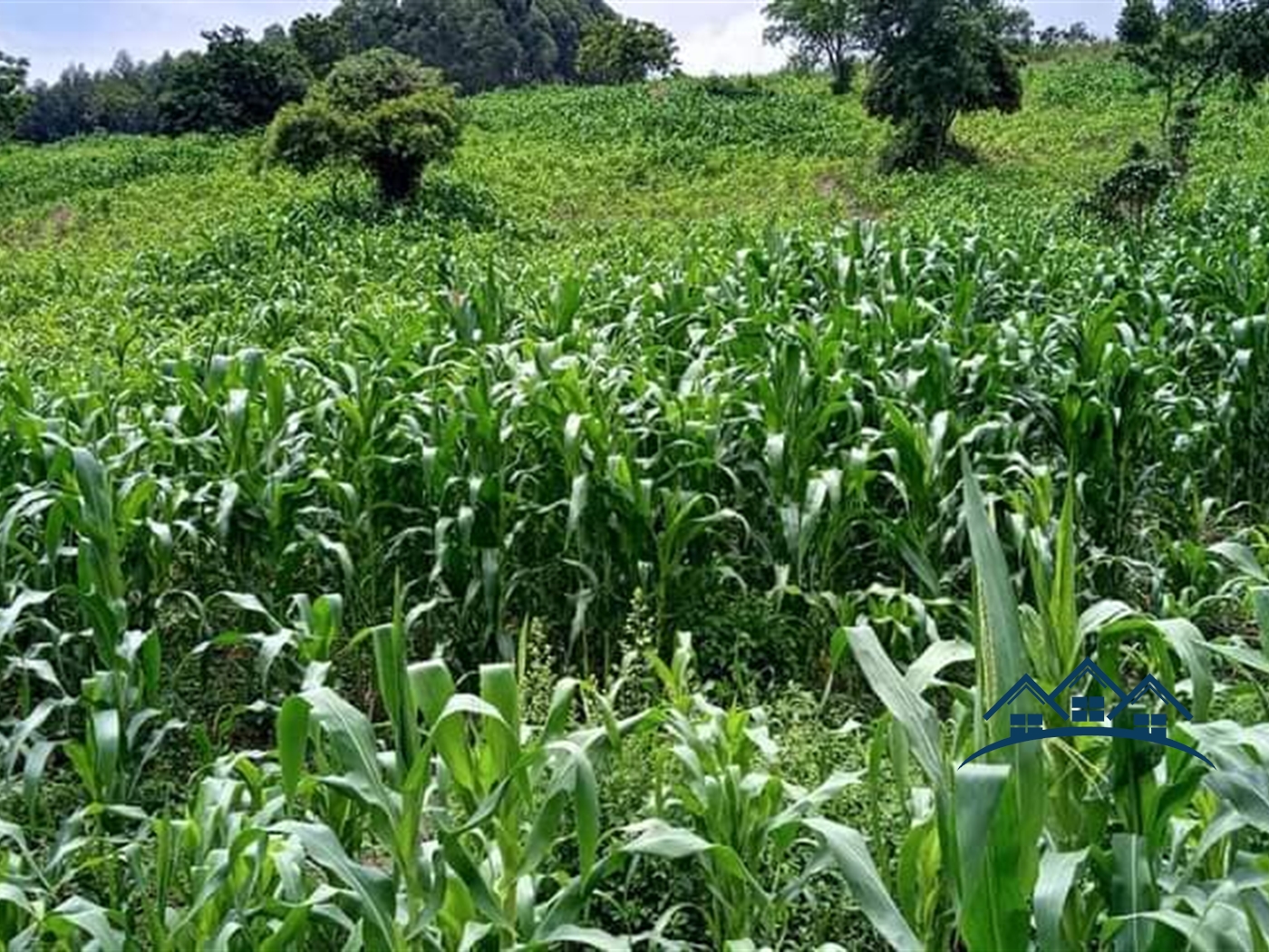 Agricultural Land for sale in Namukozi Mityana