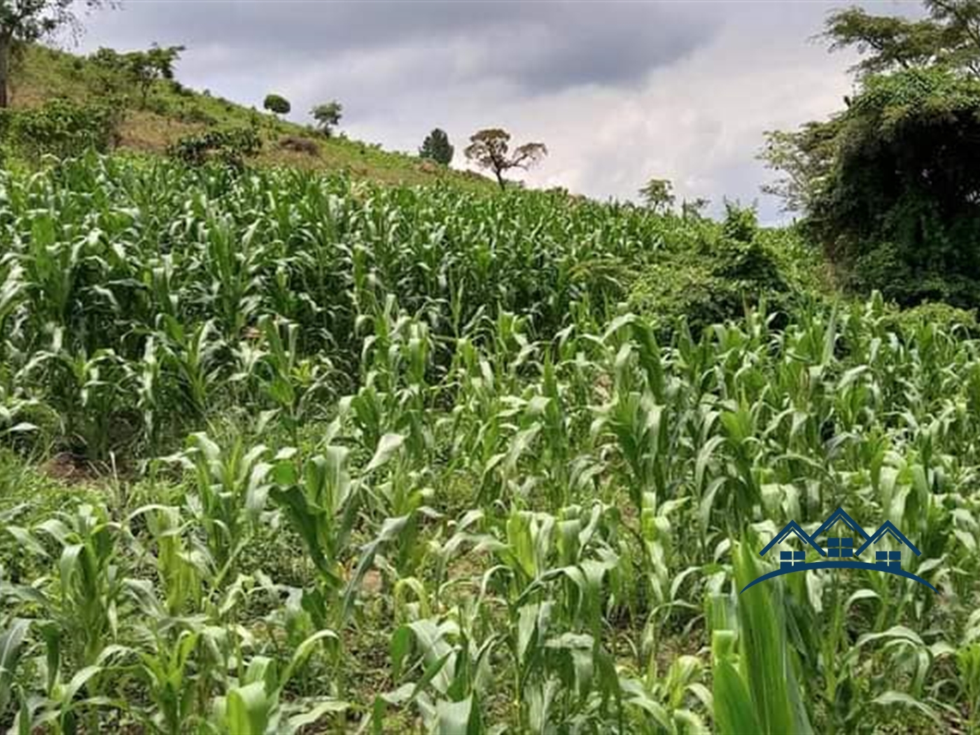 Agricultural Land for sale in Namukozi Mityana