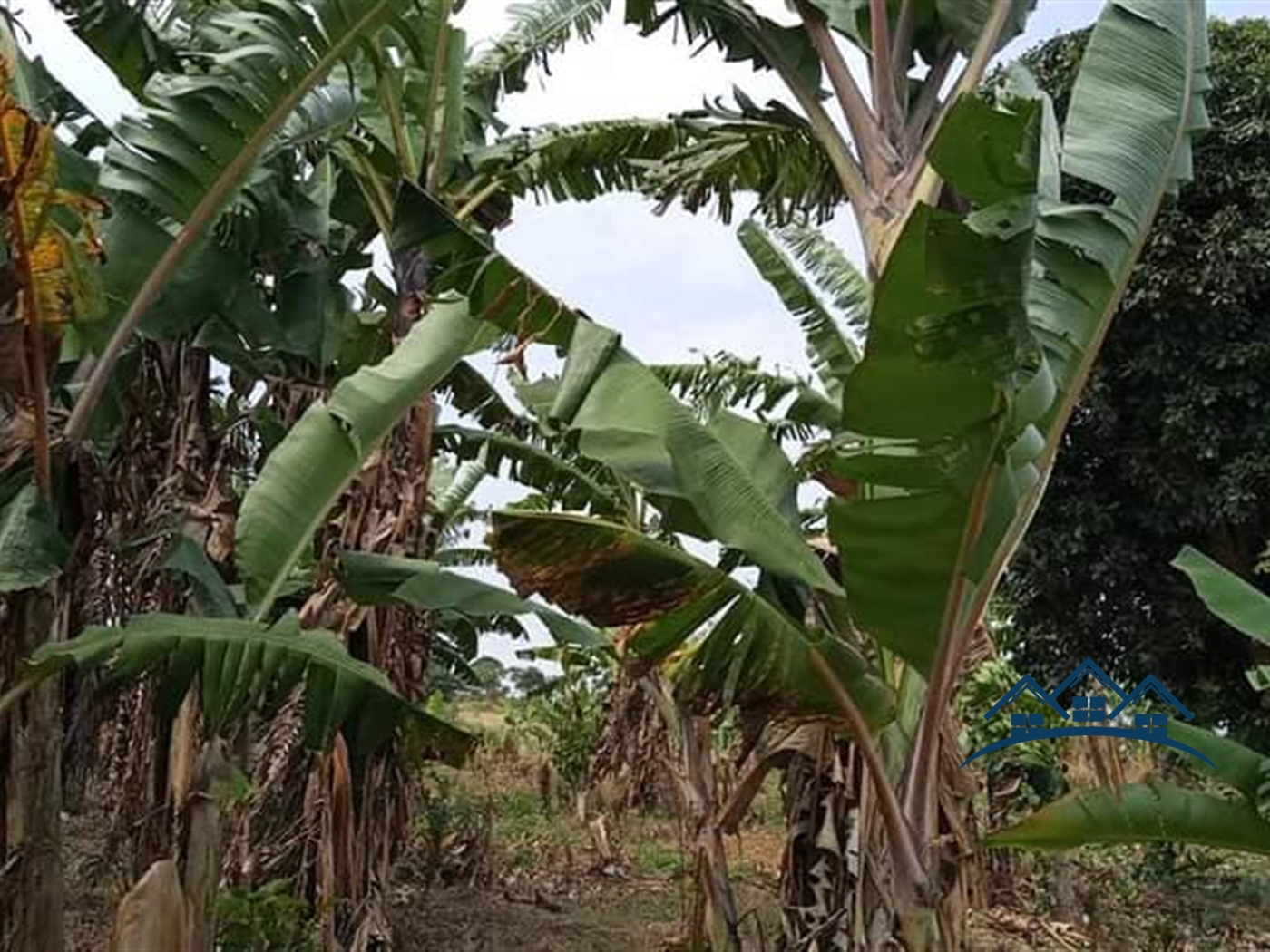 Agricultural Land for sale in Nkokonjeru Buyikwe