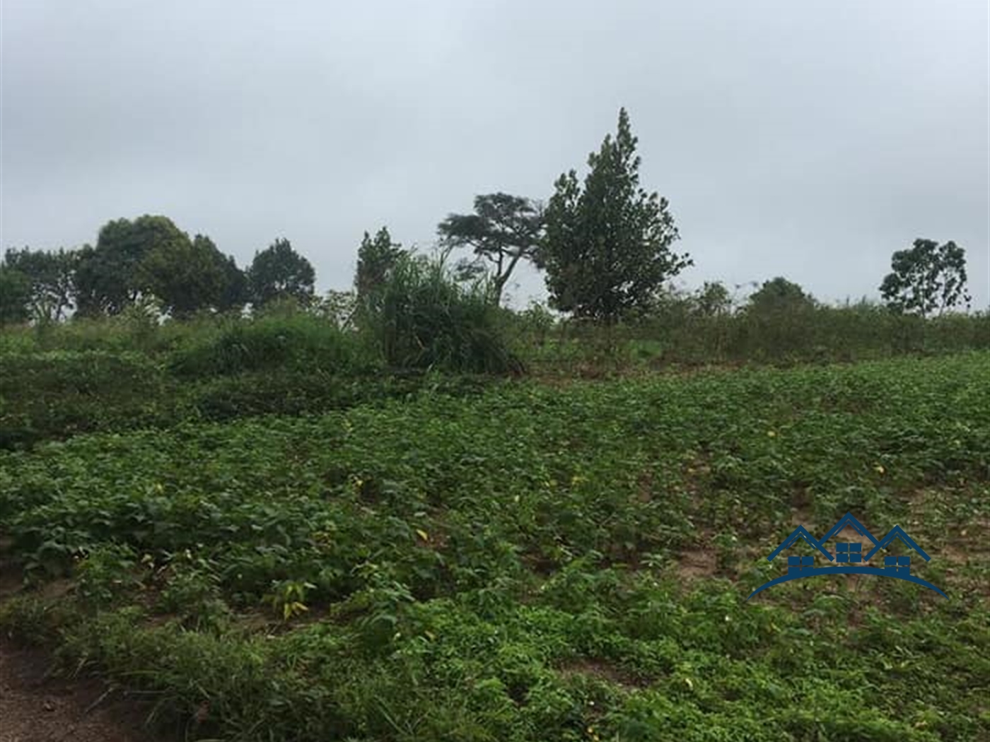 Agricultural Land for sale in Kakumilo Mubende