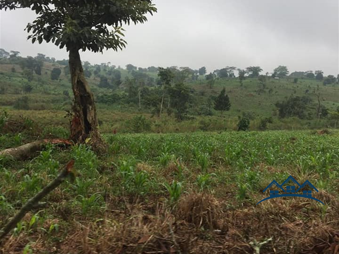 Agricultural Land for sale in Kakumilo Mubende