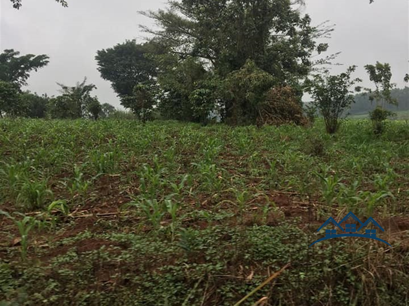 Agricultural Land for sale in Kakumilo Mubende