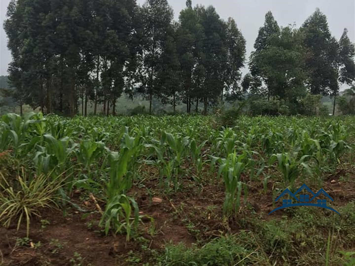 Agricultural Land for sale in Kakumilo Mubende