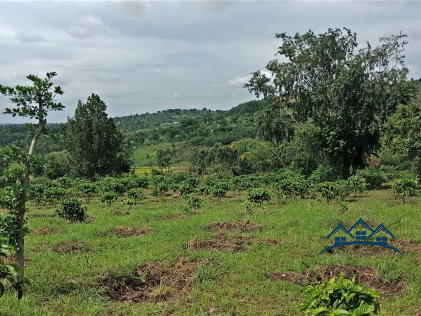 Agricultural Land for sale in Myanzi Mityana