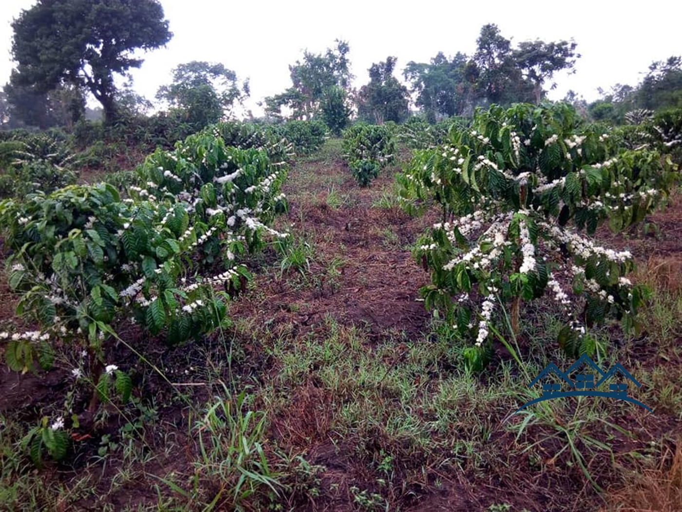 Agricultural Land for sale in Myanzi Mityana