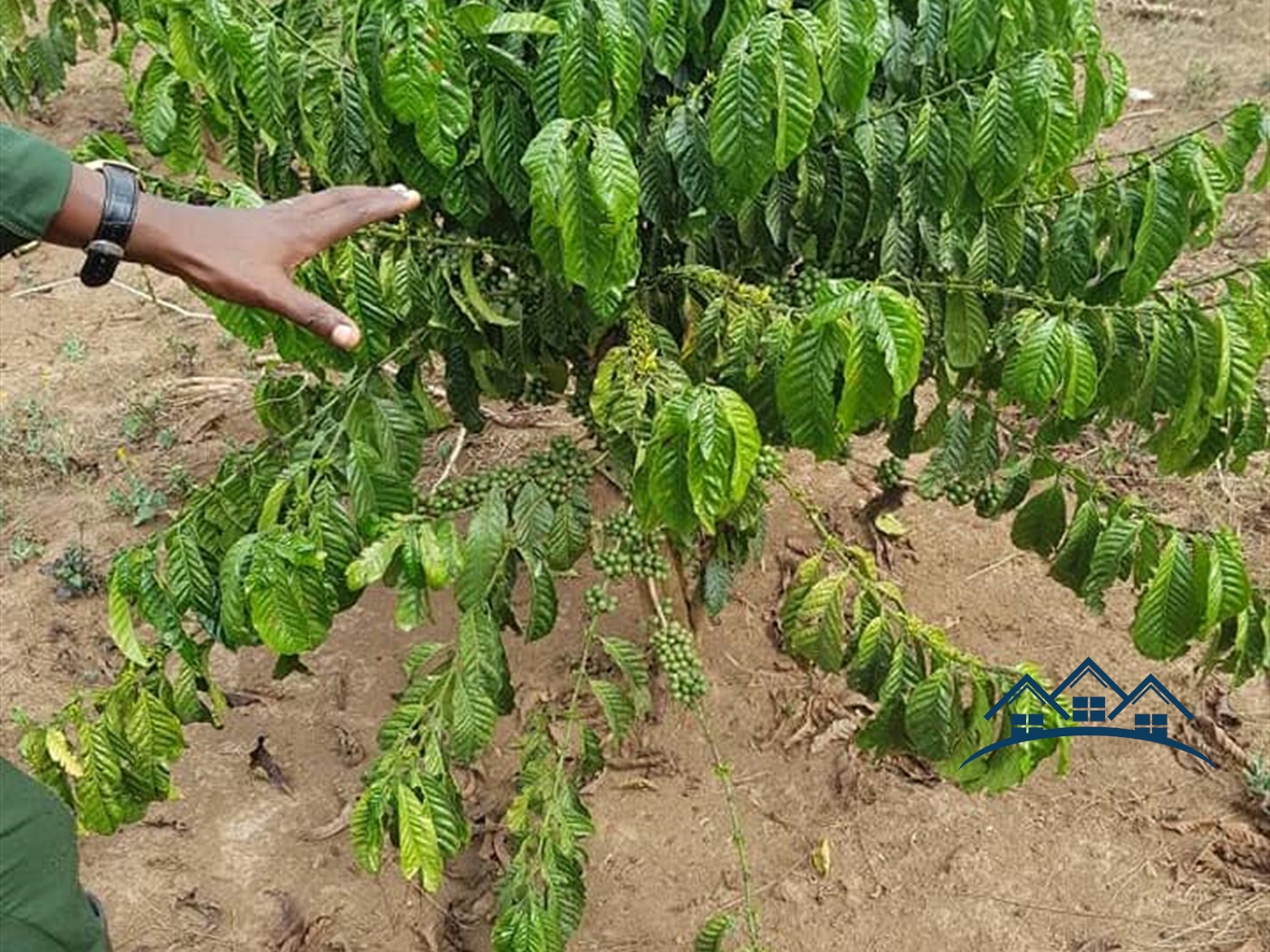 Agricultural Land for sale in Myanzi Mityana