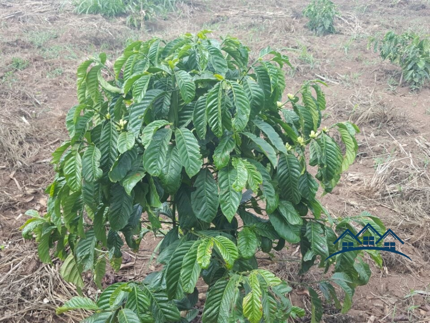 Agricultural Land for sale in Gambwa Mityana