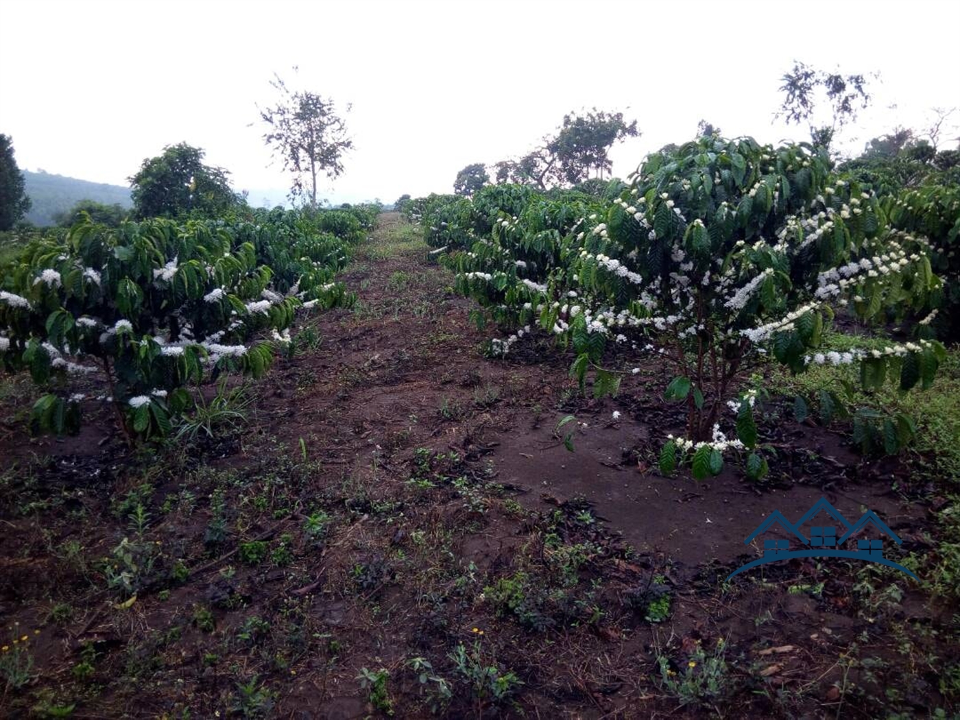 Agricultural Land for sale in Gambwa Mityana