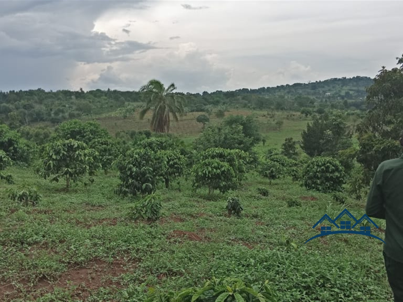 Agricultural Land for sale in Gambwa Mityana