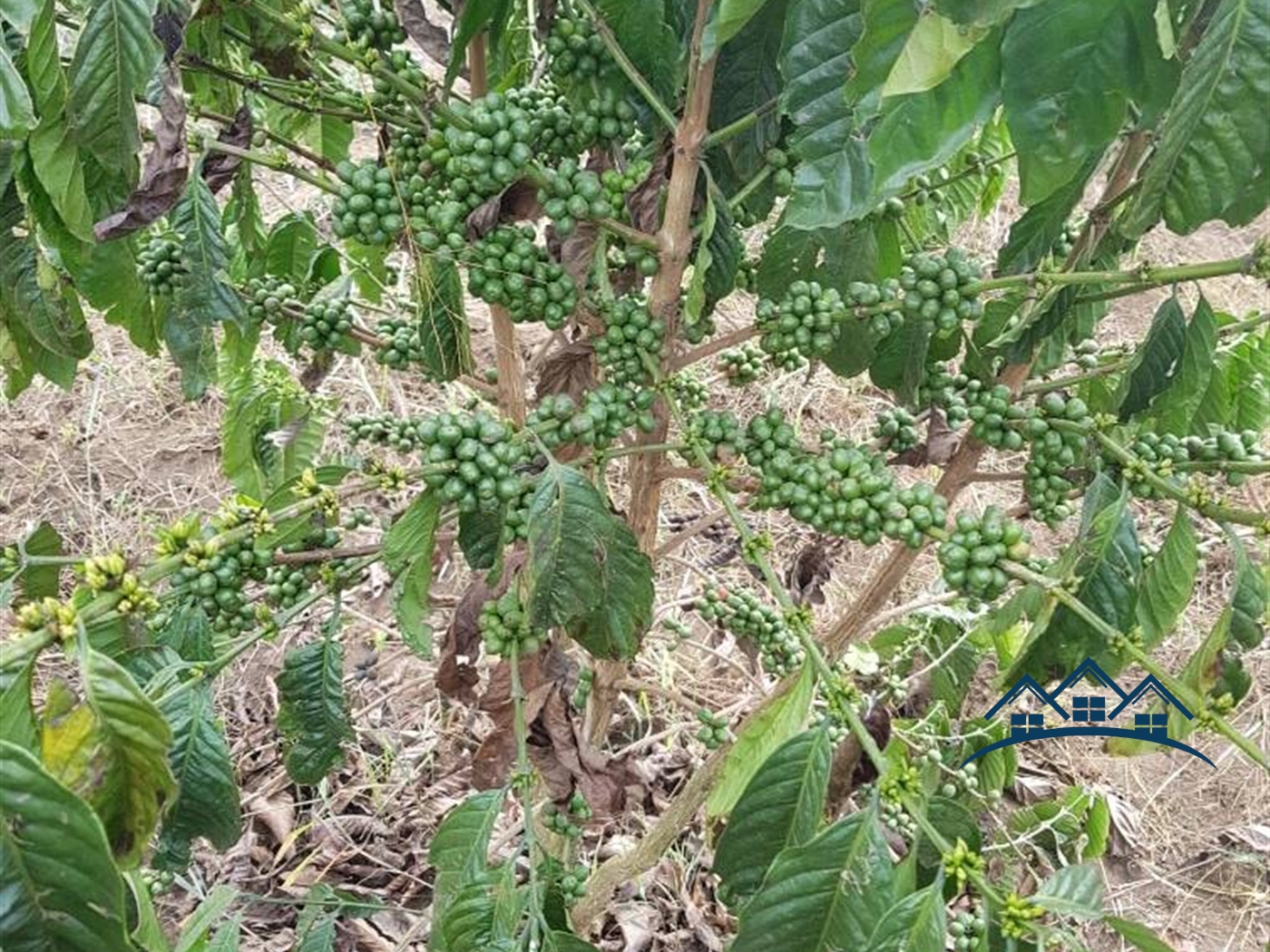 Agricultural Land for sale in Gambwa Mityana