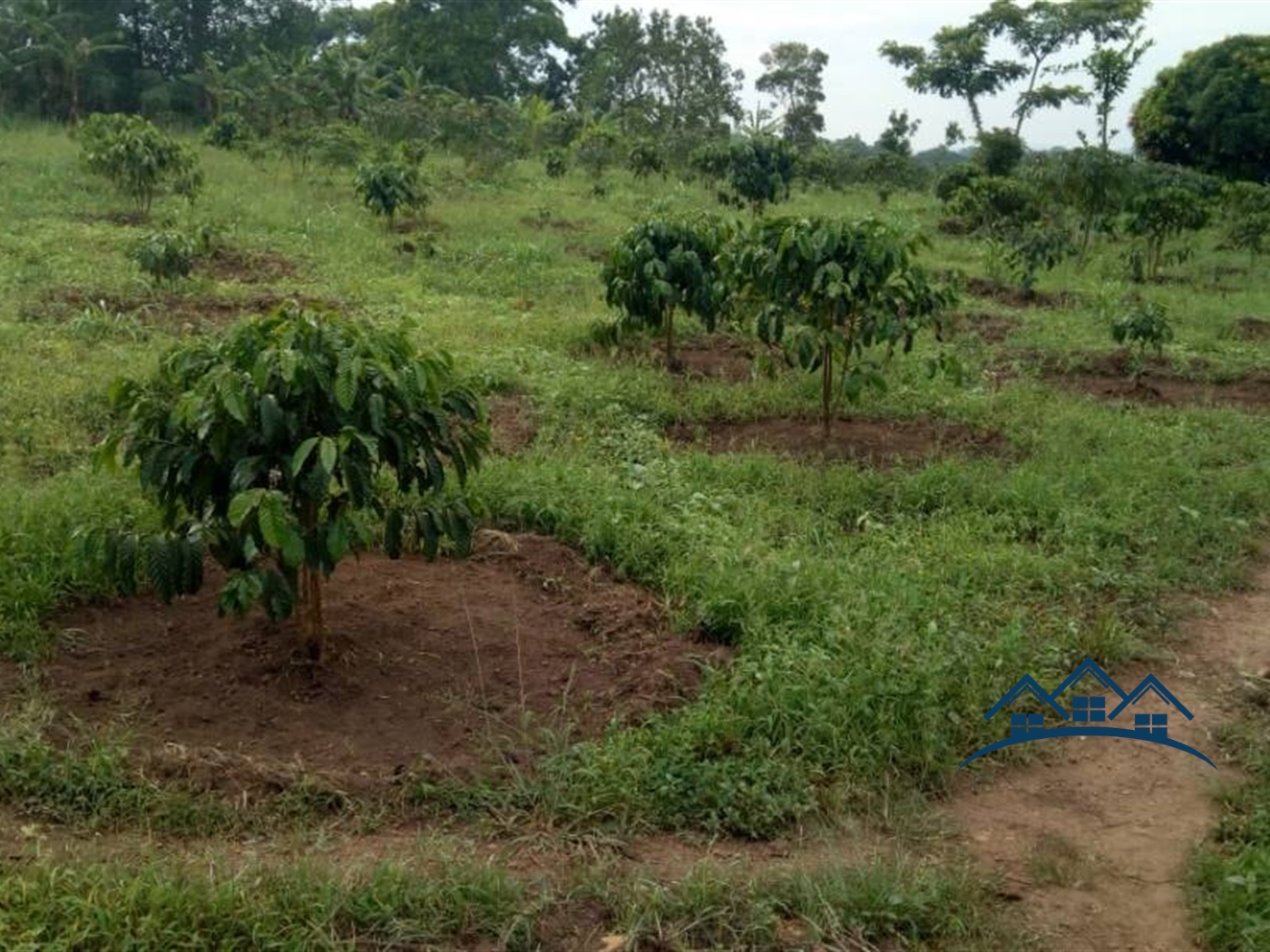 Agricultural Land for sale in Gambwa Mityana