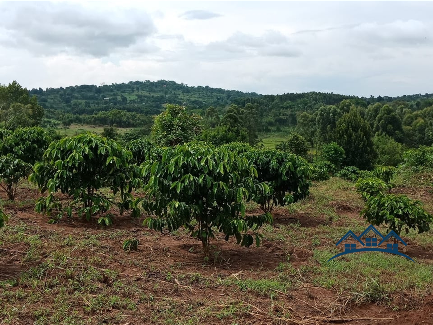 Agricultural Land for sale in Gambwa Mityana