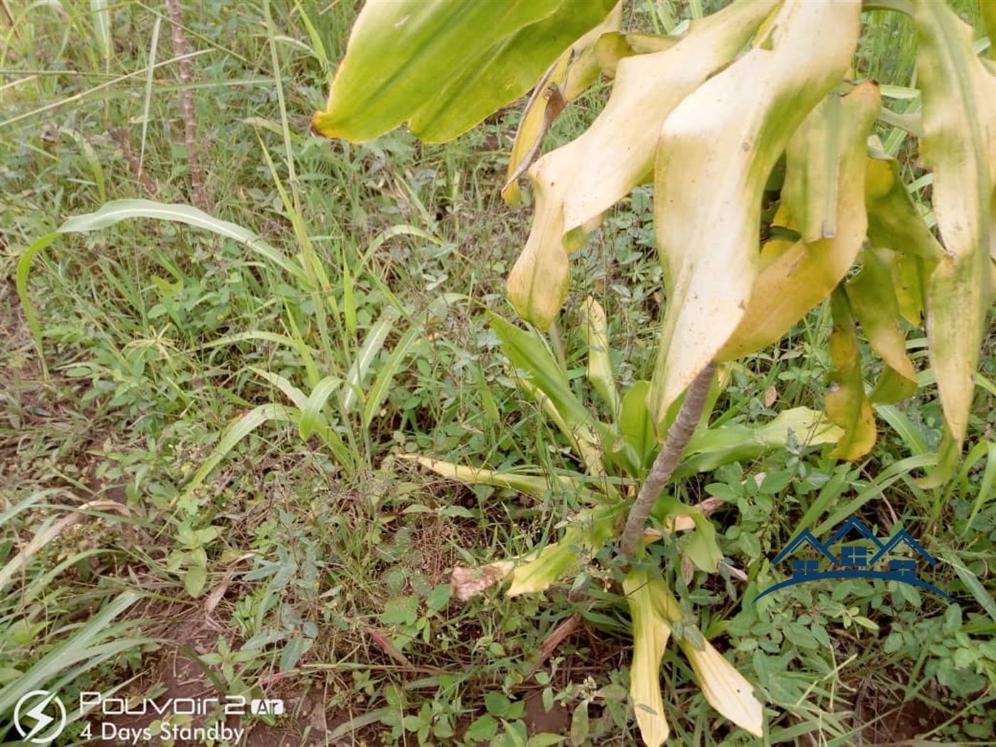 Agricultural Land for sale in Ssemuto Wakiso