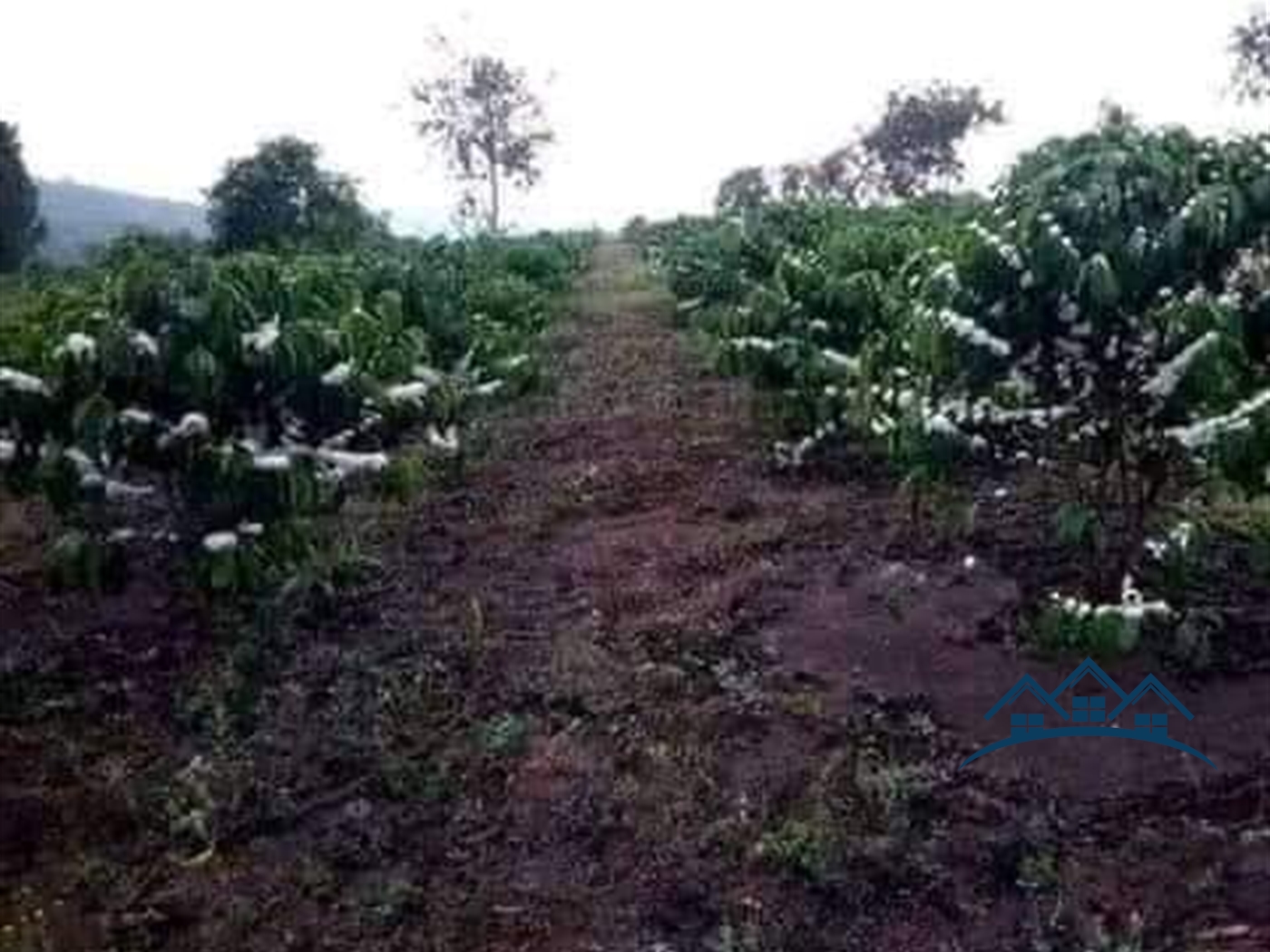 Agricultural Land for sale in Nsololo Mityana