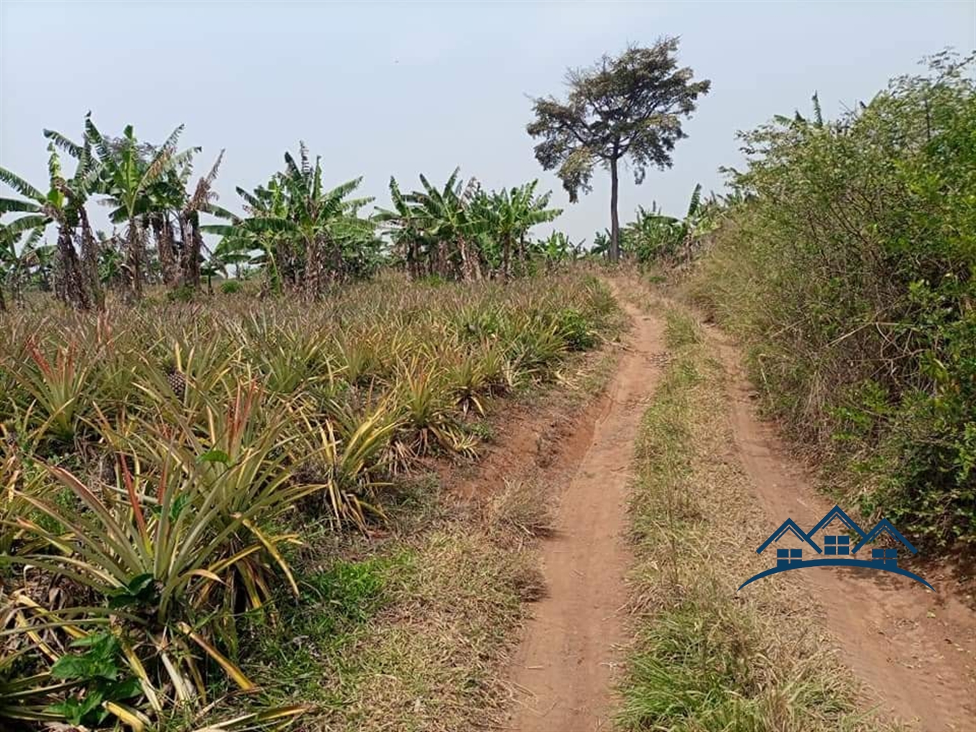 Agricultural Land for sale in Kikyuusa Luweero